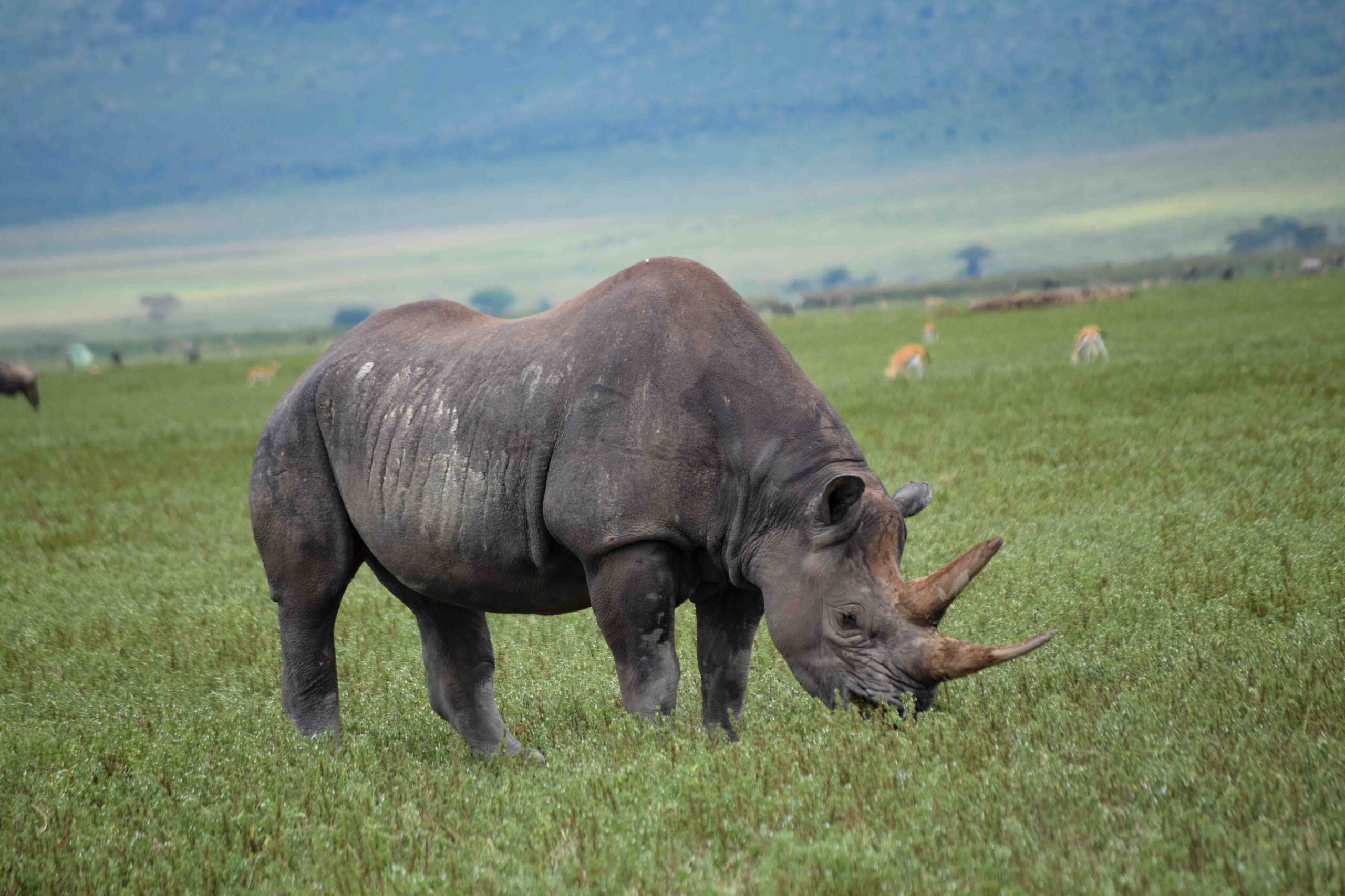 Black rhino grazing on Ngorongoro Crater floor surrounded by wildlife today.