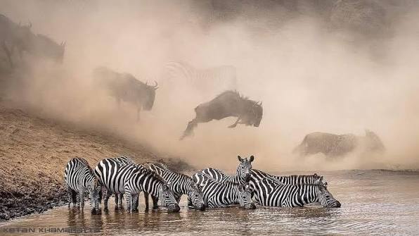 Thousands of wildebeest crossing Mara River during annual Serengeti Great Migration season.