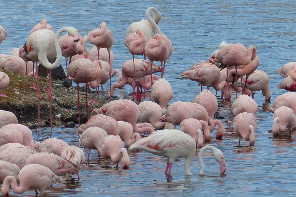 Flamingos feeding along Lake Manyara shoreline with Rift Valley backdrop scenery.