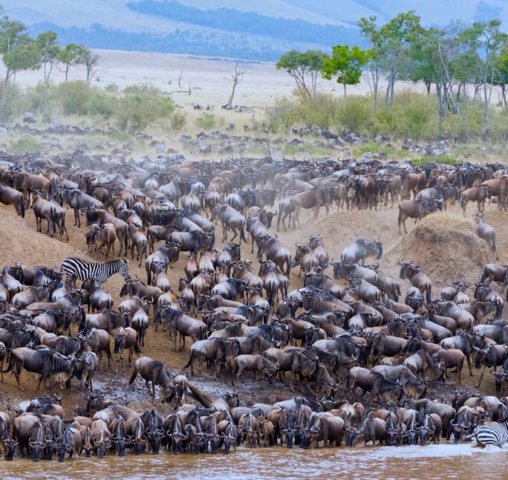 Great Migration wildlife including zebras, gazelles, wildebeest crossing Serengeti grasslands together.