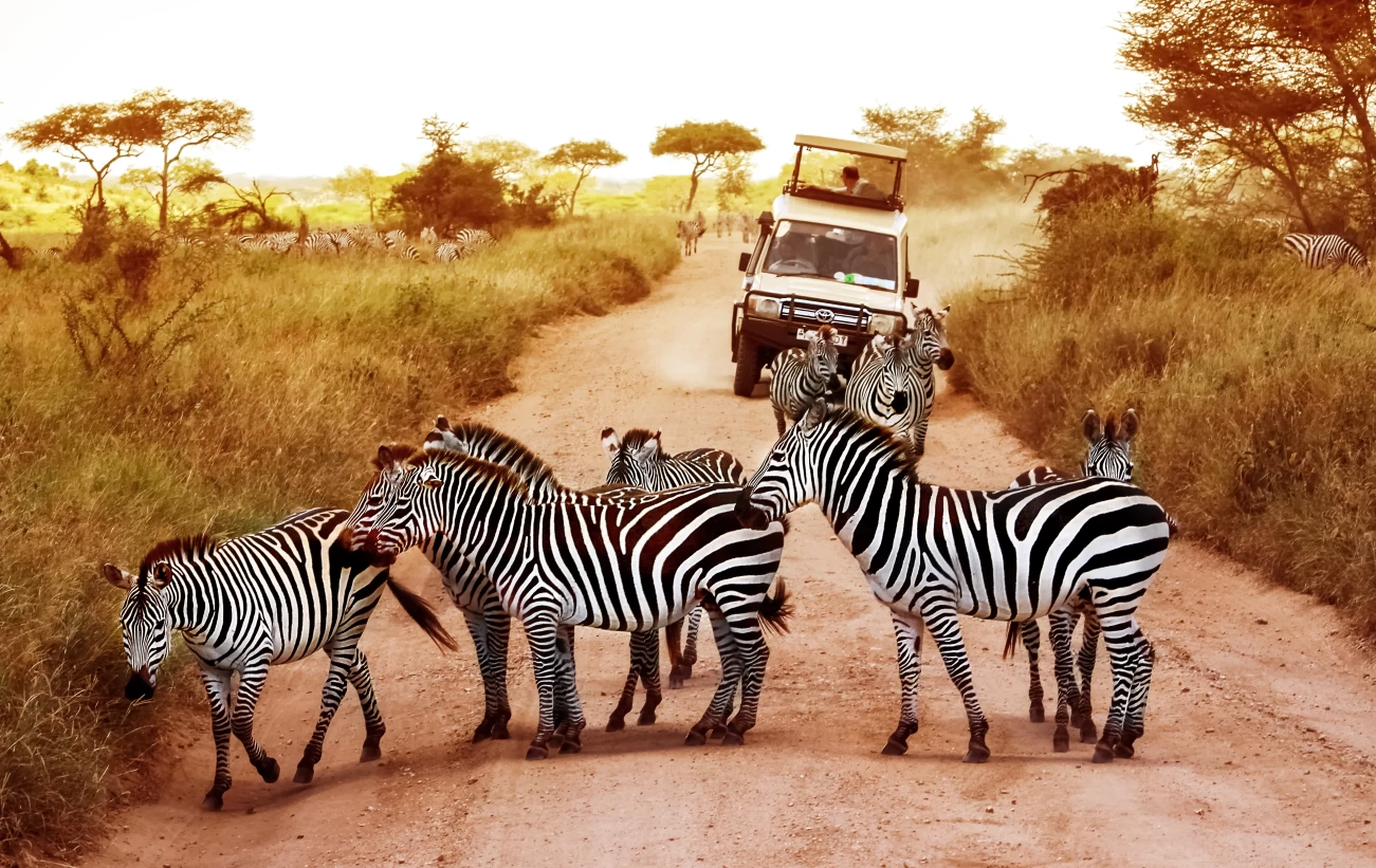 What Are the Park Entry Fees for Serengeti National Park?