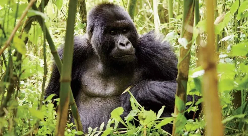 Can Children Do Gorilla Trekking in Rwanda?
