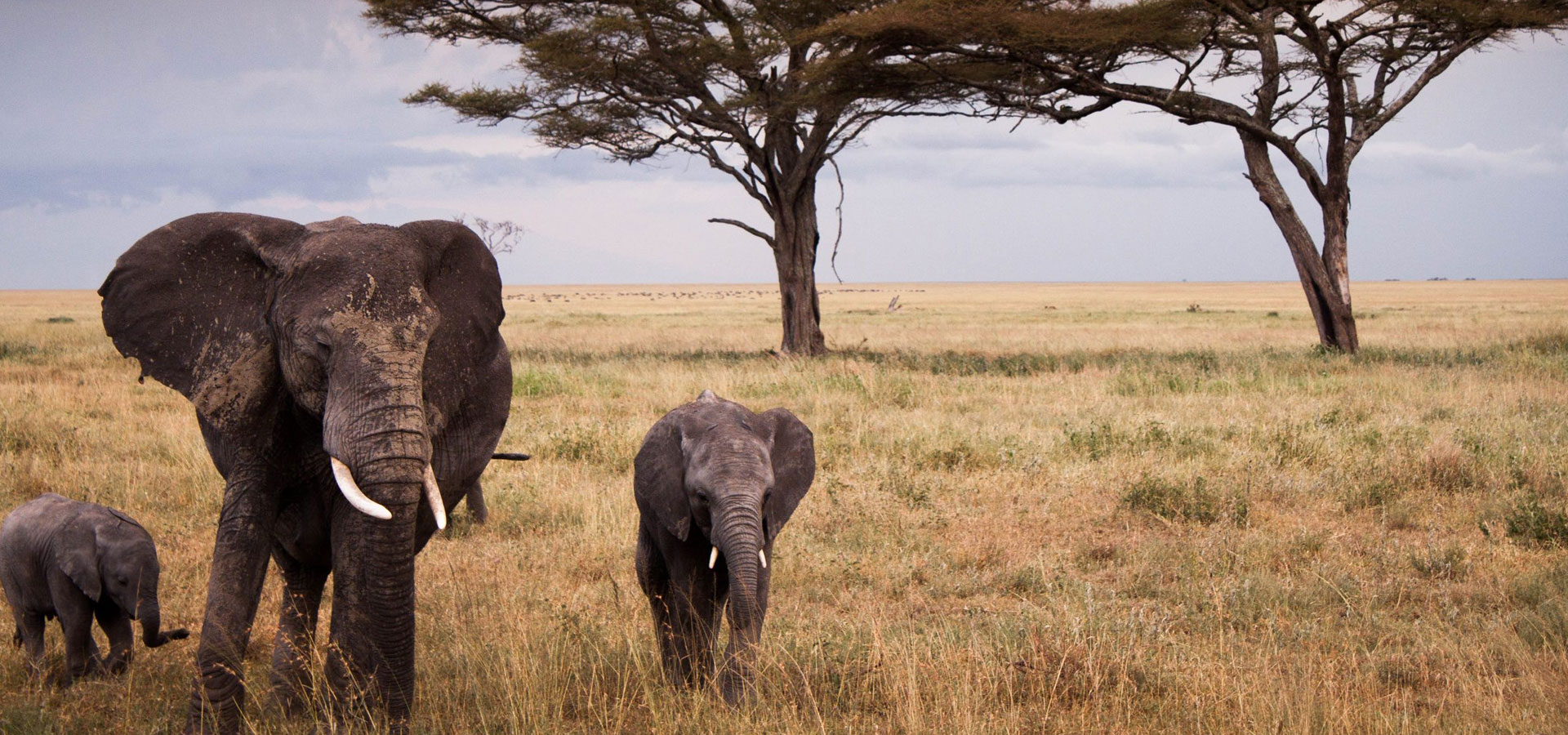 Is It Possible to Self-Drive in Tanzanian National Parks?