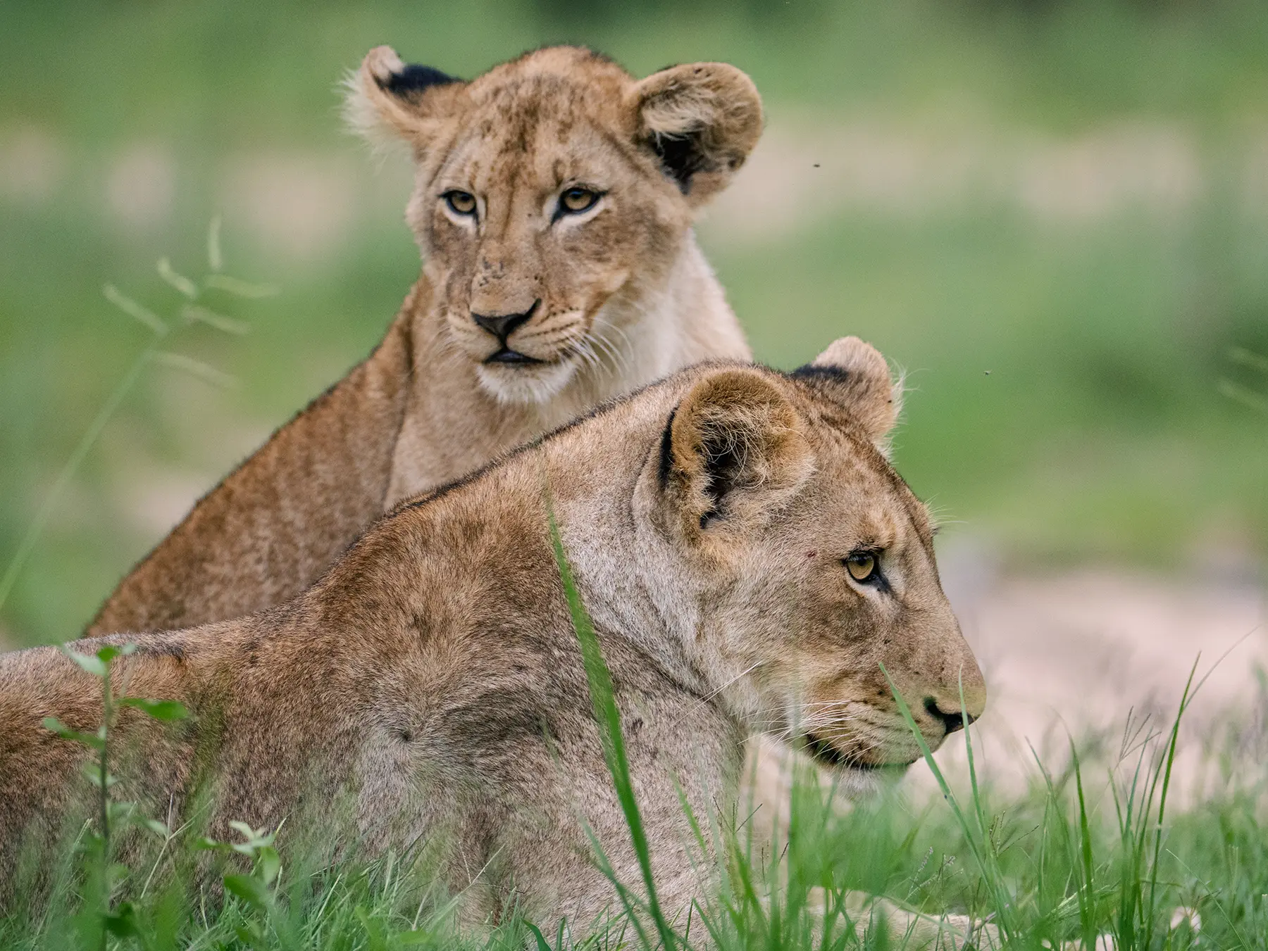 What Is the Best Month to Visit Tanzania for a Safari?