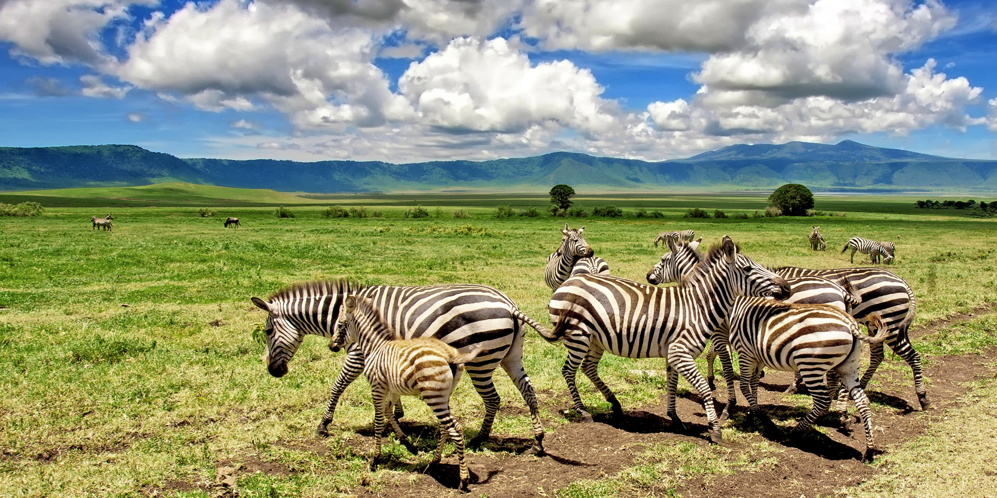 Safari vehicle observing elephants and wildlife across Tanzania's vast golden plains.
