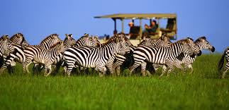 What's Included in a Tanzania Group Safari Package?