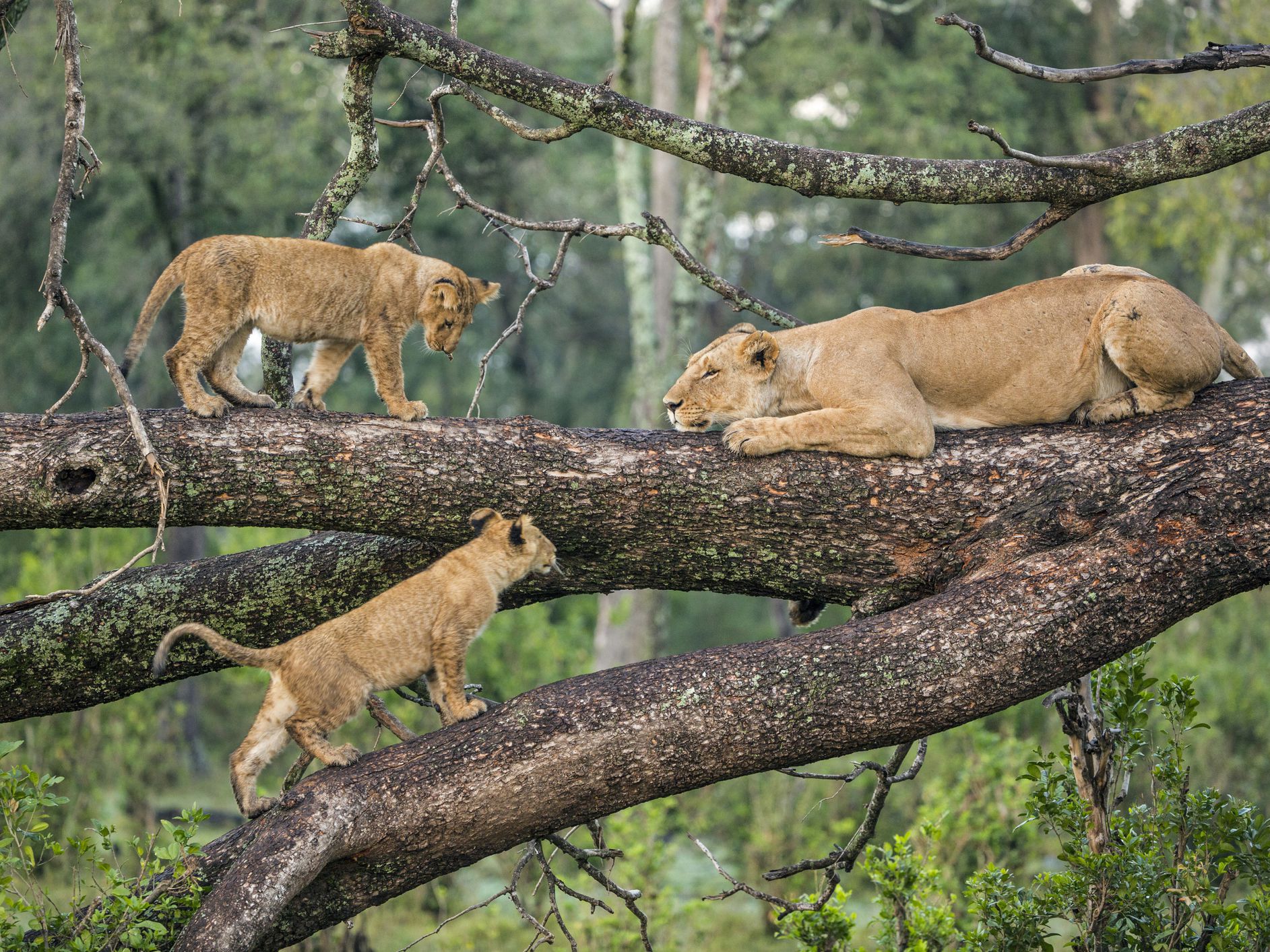 Lions resting beneath giant baobab trees in Tarangire National Park savanna.