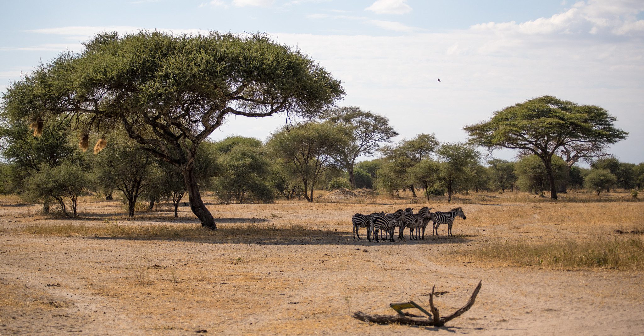 Tourist checking smartphone signal while enjoying safari camp in Tanzania wilderness.