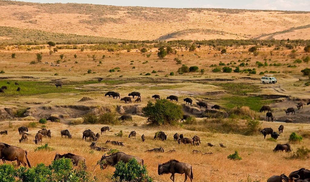 Visitors entering Serengeti National Park gate before exciting wildlife safari adventure begins.