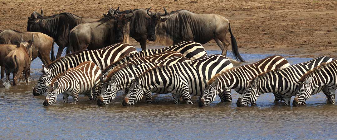 Safari guide receiving tip from grateful travelers after memorable Tanzania safari.