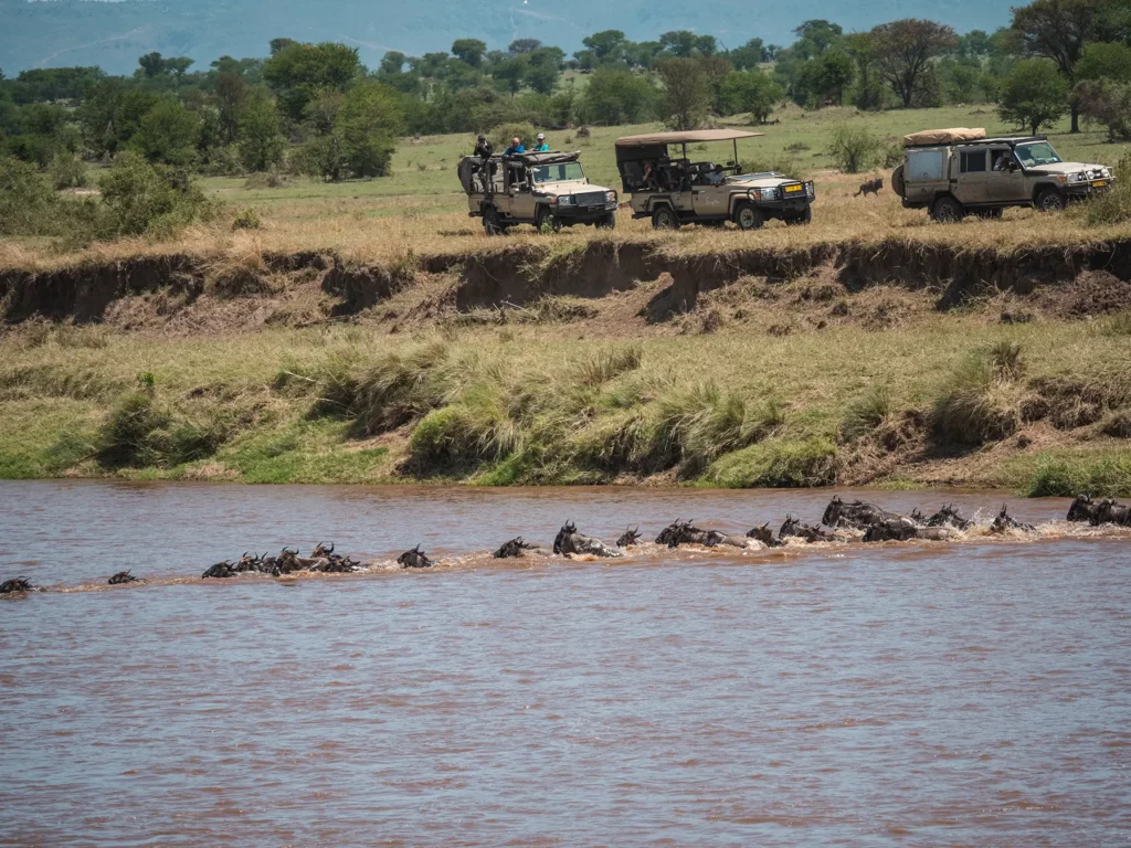 Wildebeest migration herds crossing northern Serengeti plains during July safari season.