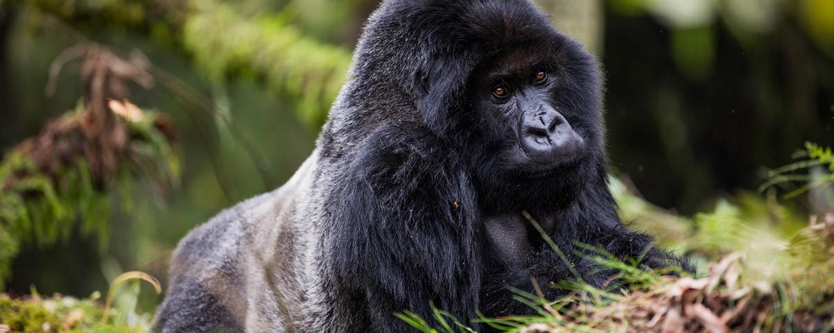 Traveler holding passport and gorilla permit at forest trekking registration desk.