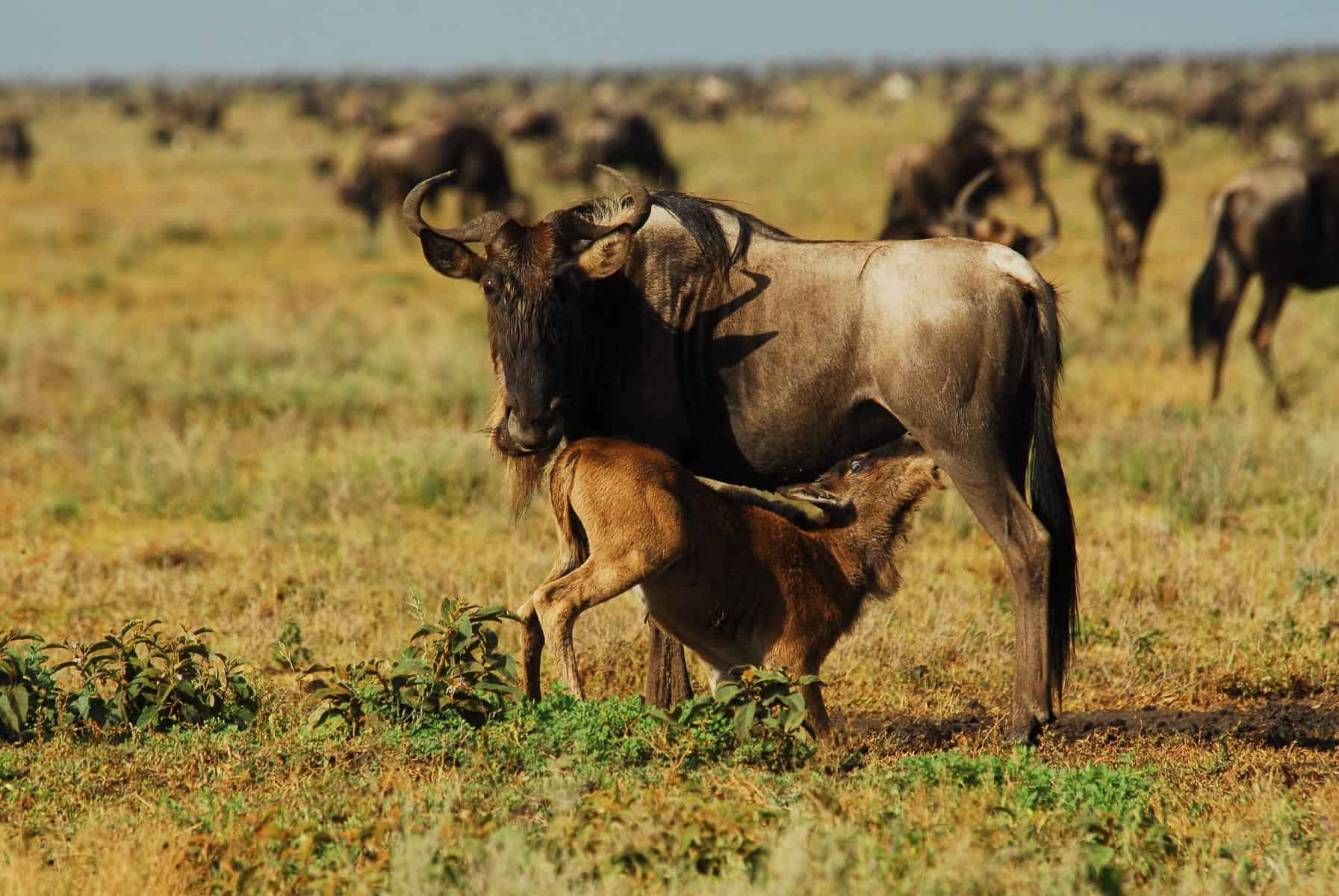 What Is the Calving Season in the Serengeti?