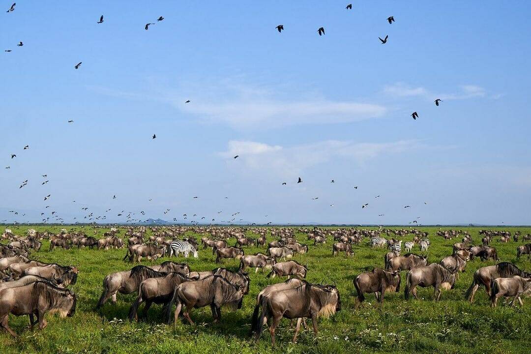 What Animals Other Than Wildebeest Join the Great Migration?