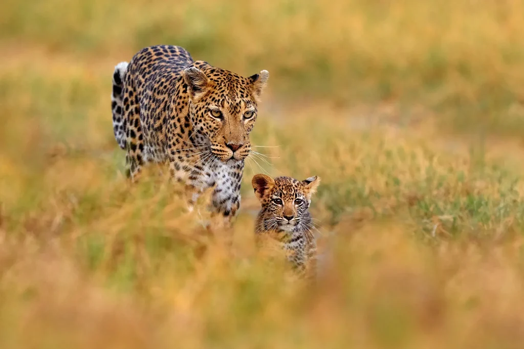 Lion, leopard, elephant, buffalo and rhino spotted during Tanzania safari adventure.
