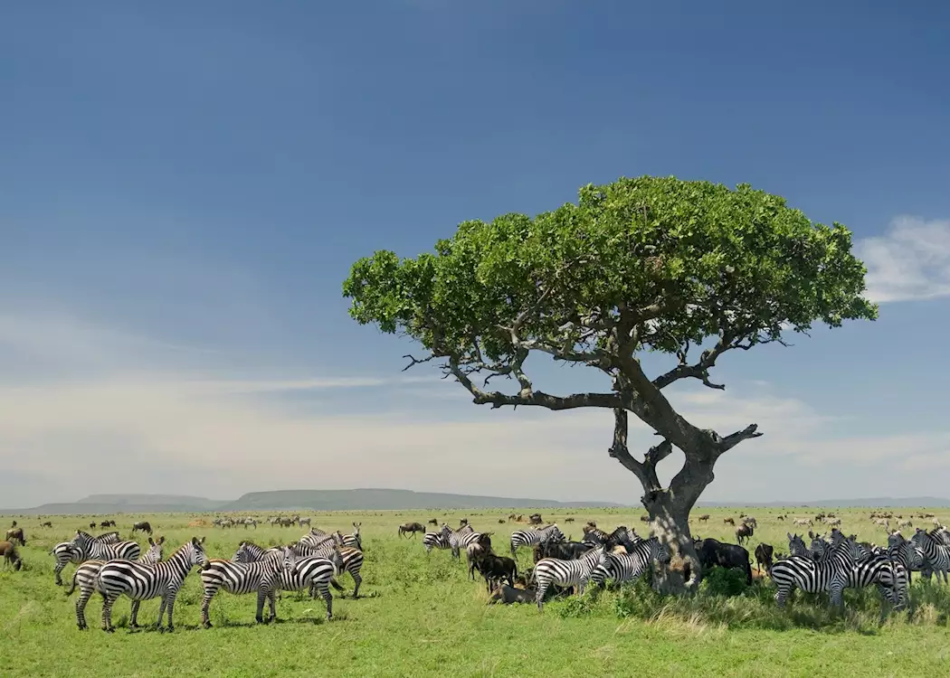 Which Part of the Serengeti Is Best to Visit in July?