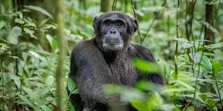 "Person holding a Uganda gorilla permit on a phone screen outdoors."