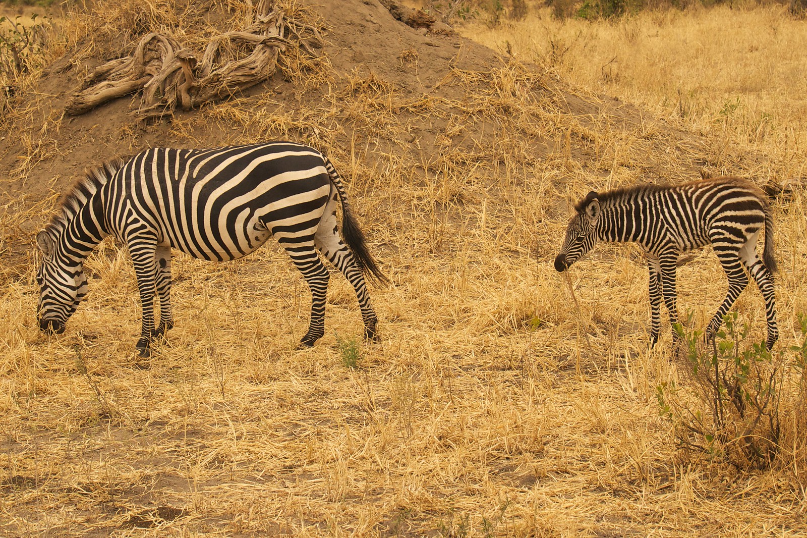 A Ranger’s Diary: Three Zebra Sightings in One Day