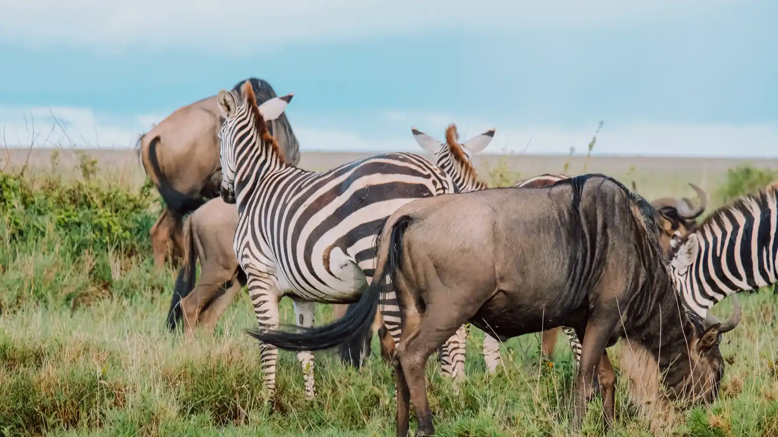 The Day I Mistook Painted Rocks for Distant Zebras